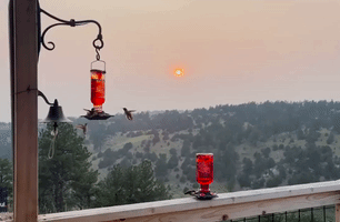 Hummingbirds Swarm Feeder as Wildfire Smoke Smudges Southern Colorado Sky