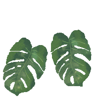 Monstera Deliciosa Illustration Sticker by katlyn boone