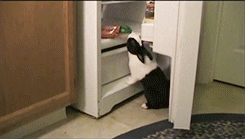 bunny rabbit GIF