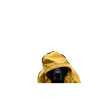 Sad Rainy Days Sticker by De Graafschap Dierenartsen