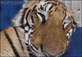 Tiger Sleeping GIF