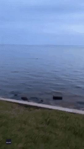 Enthusiastic Florida Dog Introduces Himself to Dolphins