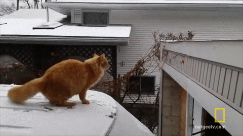 cat friction GIF