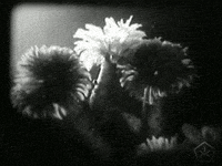 black and white vintage GIF by Okkult Motion Pictures