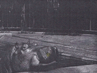 Hilversum GIF by Beeld en Geluid