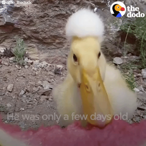 duck GIF by The Dodo