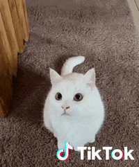 Chat Jouer GIF by TikTok France