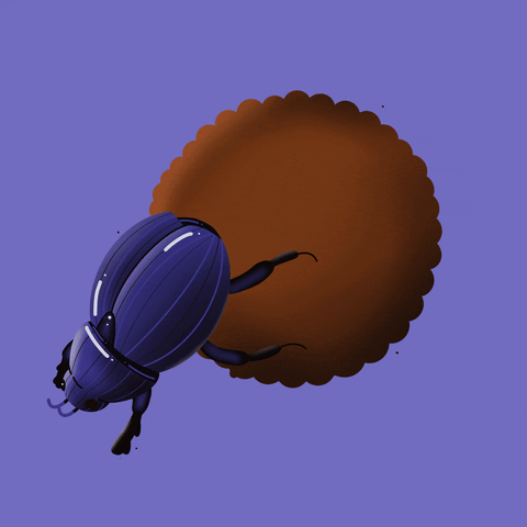 omfdofficial insect beetle kafer dung beetle GIF