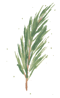 Christmas Tree Sticker by Cedar Rose Stationery