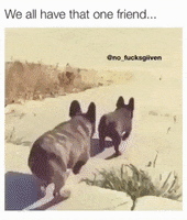 puppy playtime GIF by JustViral.Net