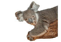 gumbuya_world gumbuya world fun unlocked Sticker