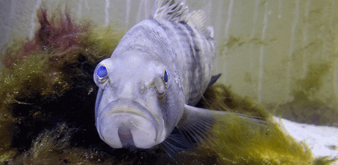 SoMASSBU giphyupload fish big eyes fish tank GIF
