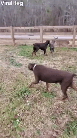 Young Fawn Bounds alongside Canine Pals