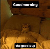 Happy Cat GIF