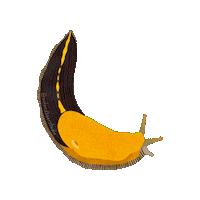 Pacific Northwest Banana Sticker