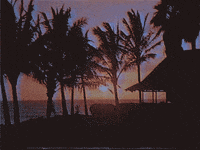 Palm Trees Water GIF by vhspositive