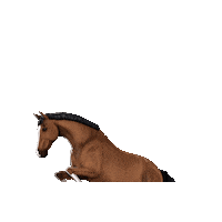 Horses Etg Sticker