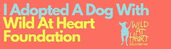 Dogs Dogrescue GIF by Wildatheartfoundation