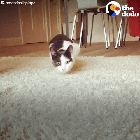 cat pencil GIF by The Dodo