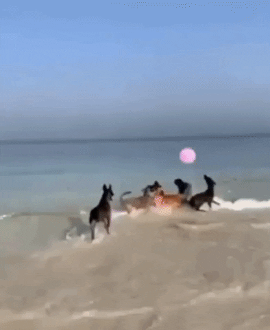 jjamitis beach dogs joy balloon GIF