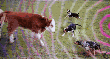dogs cow GIF by The NGB