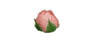 Pink Rose Sticker