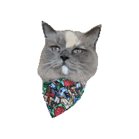 Ragdoll Cat Sticker by Geekster Pets