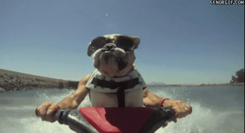 dog jetski GIF by Cheezburger