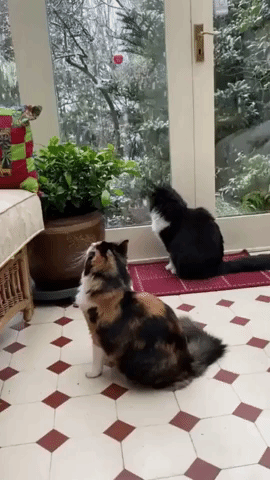 Cats Captivated by Snow as Winter Weather Sweeps UK