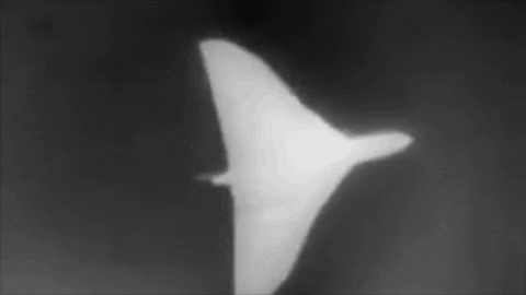 juan74 giphyupload delta GIF