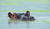 nat geo hippo GIF by National Geographic Channel
