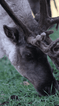 Hungry Snack GIF by Valley Zoo Development Society
