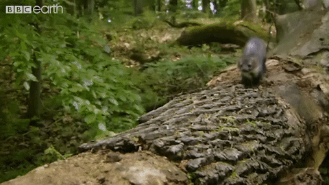 excited run GIF by BBC Earth
