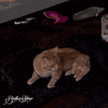 Audrey Hepburn Cat GIF by Paramount Movies