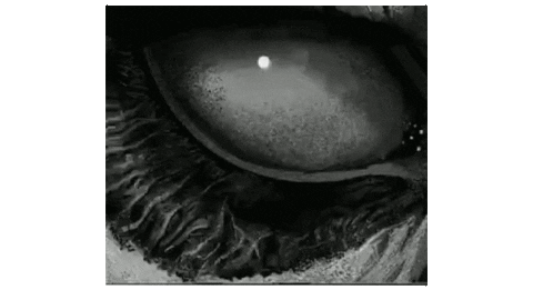 Evil Eye Wtf Sticker by WTFComics