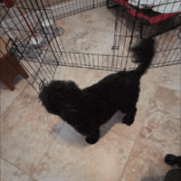 Dog Food GIF