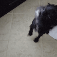 Wet Dog GIF