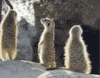 Los Angeles Zoo What GIF by Los Angeles Zoo and Botanical Gardens