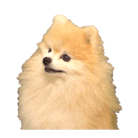 Dog Puppy Sticker by imoji