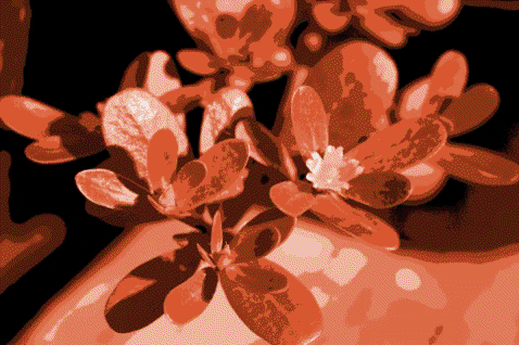 renewcomer giphygifmaker colors plants purslane GIF