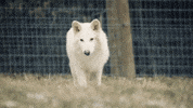 Wolf What GIF by Colossal