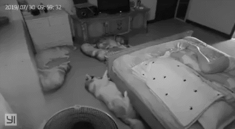 cuteanimalland giphyupload GIF