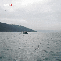 Forget Omega 3 GIF by TRT