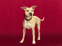 nehumanesociety funny dog space dogs GIF