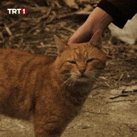 Cat GIF by TRT