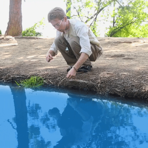 therainbowbridge hello hi water hey GIF