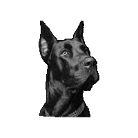Black Dog Keto Sticker by KetoNatural Pet Foods