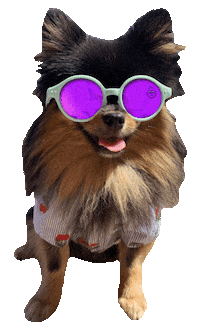 summer sunglasses Sticker