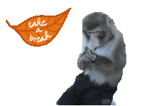 Fun Monkey Sticker