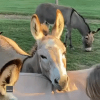 'Pillow Fight': Mini Donkey Excitedly Hits Sofa With Pillow Over and Over Again